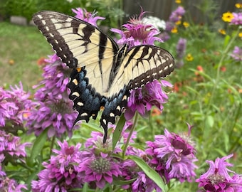 Lemon Bee Balm (Monarda citriodora) Packet of 25 seeds with FREE Shipping!