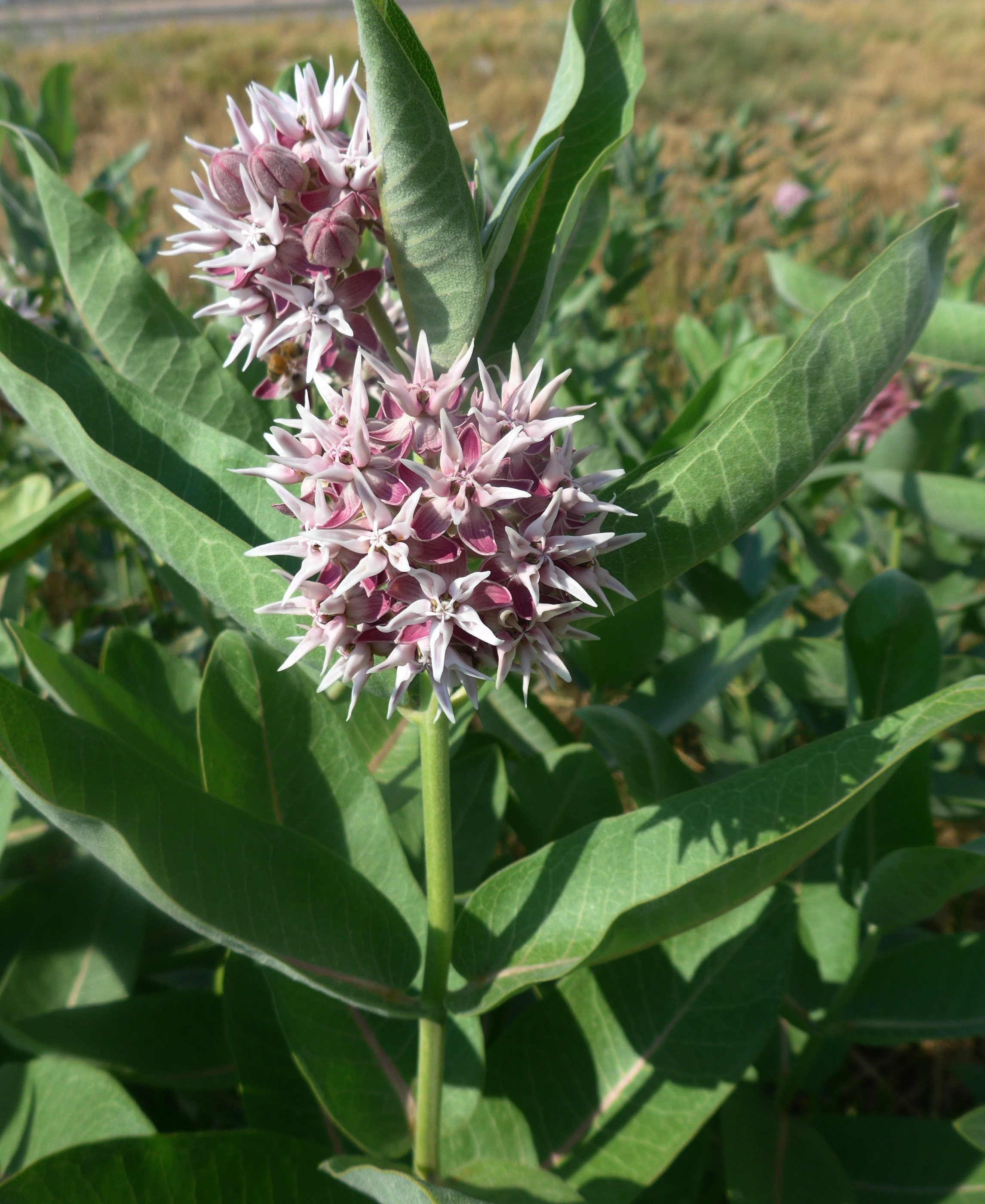 Milkweed wild-edible-common-milkweed-seashore-to-forest-floor