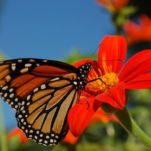 Puede incluir: Una mariposa monarca con alas naranja y negras est&aacute; posada sobre una flor roja brillante con polen amarillo. La mariposa est&aacute; bebiendo n&eacute;ctar de la flor.