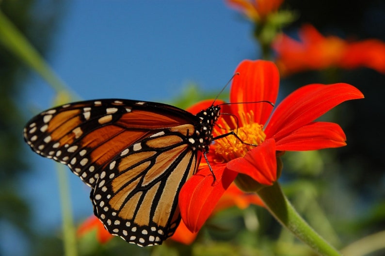 Puede incluir: Una mariposa monarca con alas naranja y negras est&aacute; posada sobre una flor roja brillante con polen amarillo. La mariposa est&aacute; bebiendo n&eacute;ctar de la flor.