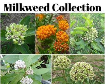 Texas Native Milkweed Seed Collection with FREE Shipping!