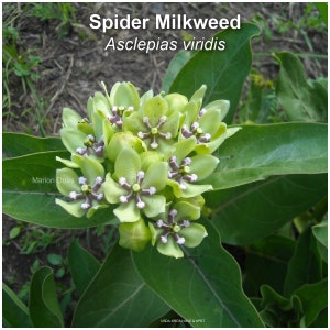 May include: A close-up of green Spider Milkweed (Asclepias viridis) flowers with white and purple centers. The flowers are clustered together on a green stem. The image is labeled "Spider Milkweed Asclepias viridis" and "Marion Doss".