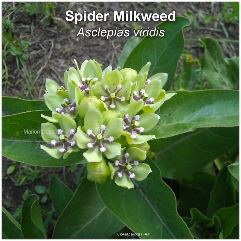 MyButterflyLady Oklahoma Native Milkweed Seed - Thumbnail 5