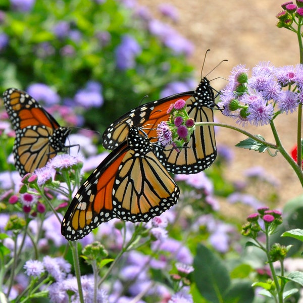 Blue Mistflower (Conoclinium Coelestinum) Packet of 25 seeds with FREE Shipping!