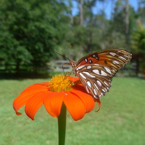 Orange Mexican Sunflower Tithonia rotundifolia 'Goldfinger' Packet of 25 seeds with FREE Shipping image 6