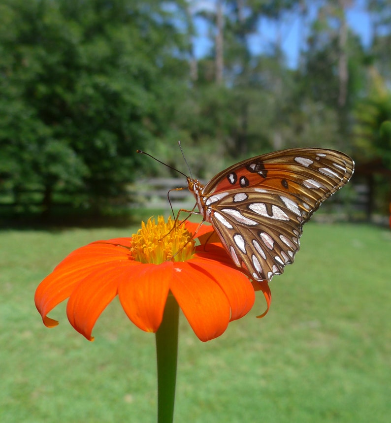 Orange Mexican Sunflower Tithonia rotundifolia 'Goldfinger' Packet of 25 seeds with FREE Shipping image 6