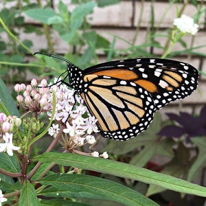 Aquatic Milkweed Asclepias perennis 12 seeds for 5.97 with FREE Shipping image 2