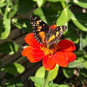 Puede incluir: Una mariposa negra y naranja con manchas blancas posada sobre una flor roja brillante con centro amarillo.