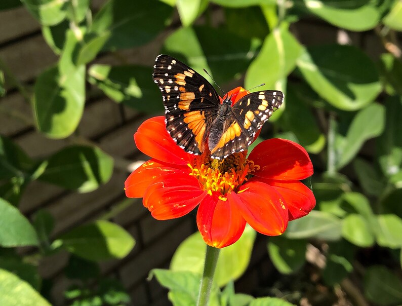 Puede incluir: Una mariposa negra y naranja con manchas blancas posada sobre una flor roja brillante con centro amarillo.