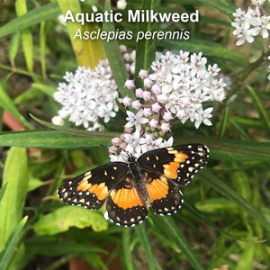May include: A black, orange, and white butterfly with black spots perched on a cluster of white flowers. The flowers are labeled "Aquatic Milkweed Asclepias perennis".