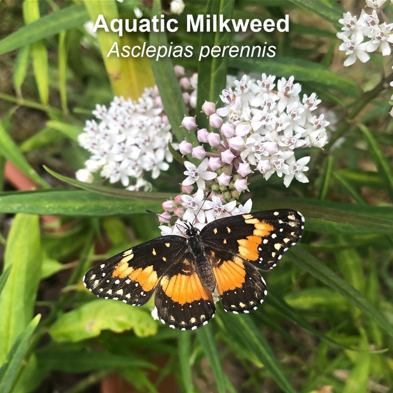 May include: A black, orange, and white butterfly with black spots perched on a cluster of white flowers. The flowers are labeled "Aquatic Milkweed Asclepias perennis".