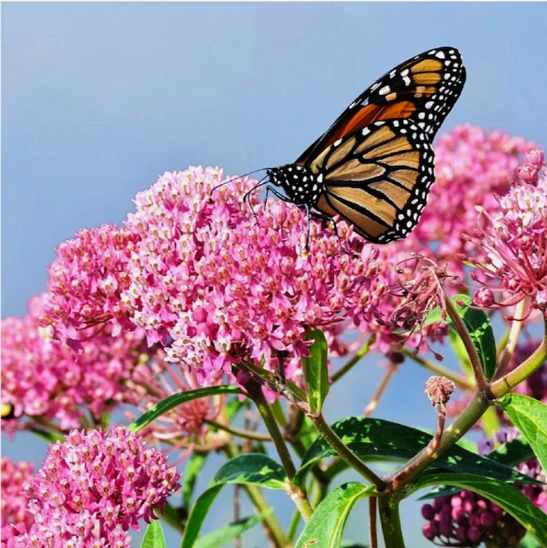 MyButterflyLady Soulmate Swamp Milkweed