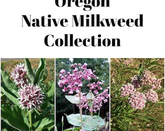 Oregon Native Milkweed Seed Collection
