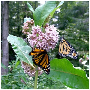 Common Milkweed Seeds: Monarch Butterfly Host Plant (25 Seeds)