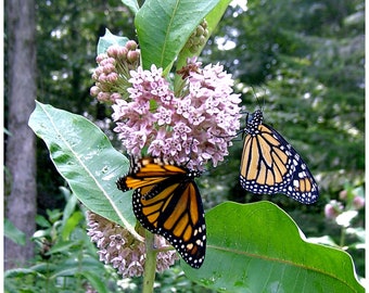 Asclépiade commune (Asclepias syriaca) Paquet de 25 graines avec livraison gratuite !