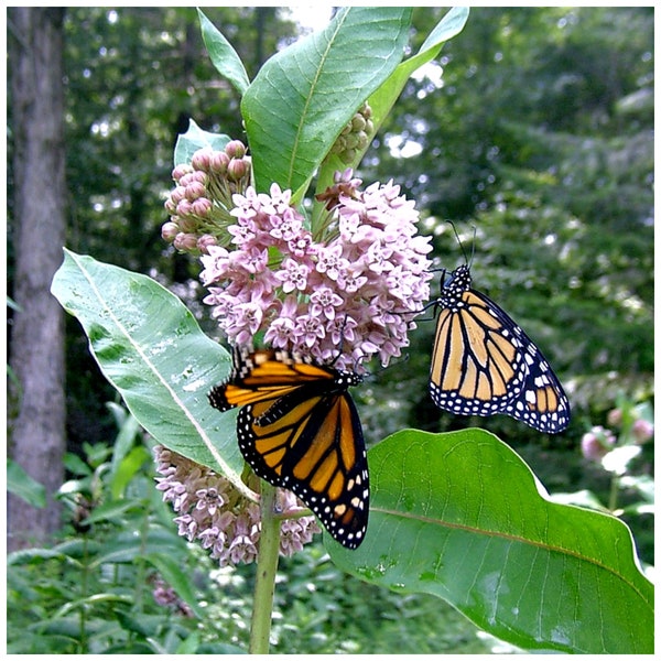 Asclépiade commune (Asclepias syriaca) Paquet de 25 graines avec livraison gratuite !