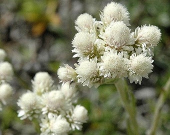 Può includere: Primo piano di un gruppo di piccoli fiori bianchi a forma di pompon. I fiori sono fittamente raggruppati, con un aspetto morbido e strutturato. I gambi sono verdi e lo sfondo è sfocato, suggerendo un ambiente naturale. I fiori sono in piena fioritura.