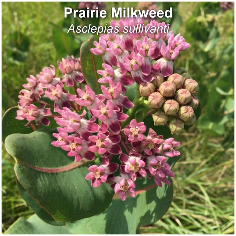 MyButterflyLady Oklahoma Native Milkweed Seed - Thumbnail 3