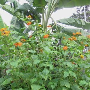 Orange Mexican Sunflower Tithonia rotundifolia 'Goldfinger' Packet of 25 seeds with FREE Shipping image 3