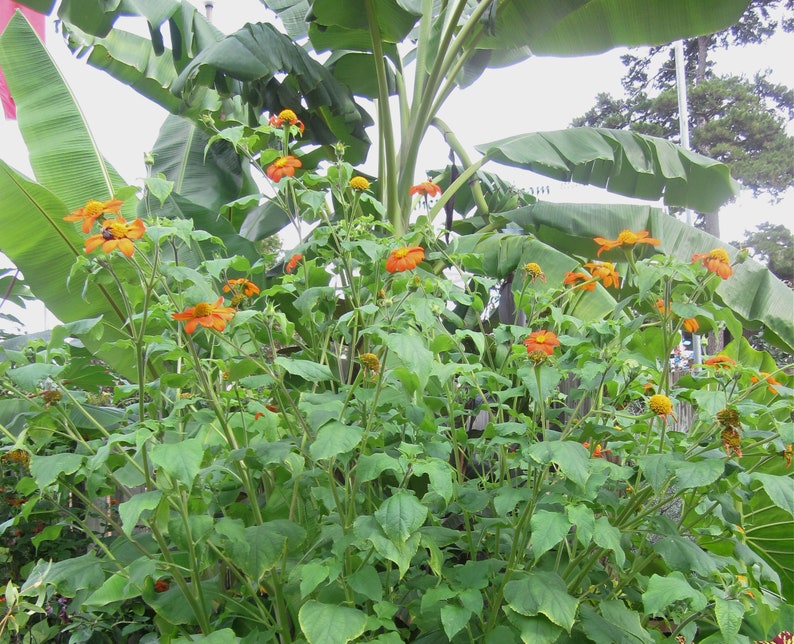 Orange Mexican Sunflower Tithonia rotundifolia 'Goldfinger' Packet of 25 seeds with FREE Shipping image 3