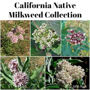 May include: A collection of images showcasing California Native Milkweed. The images display various stages of the plant's blooms, with clusters of small, star-shaped flowers in shades of pink, white, and burgundy. The text "California Native Milkweed Collection" is at the top.