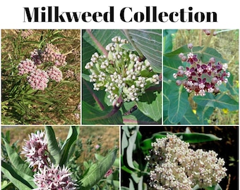 Puede incluir: Una colección de imágenes que muestran la Asclepias californica nativa de California. Las imágenes muestran varias etapas de las flores de la planta, con racimos de pequeñas flores en forma de estrella en tonos de rosa, blanco y burdeos. El texto "California Native Milkweed Collection" está en la parte superior.