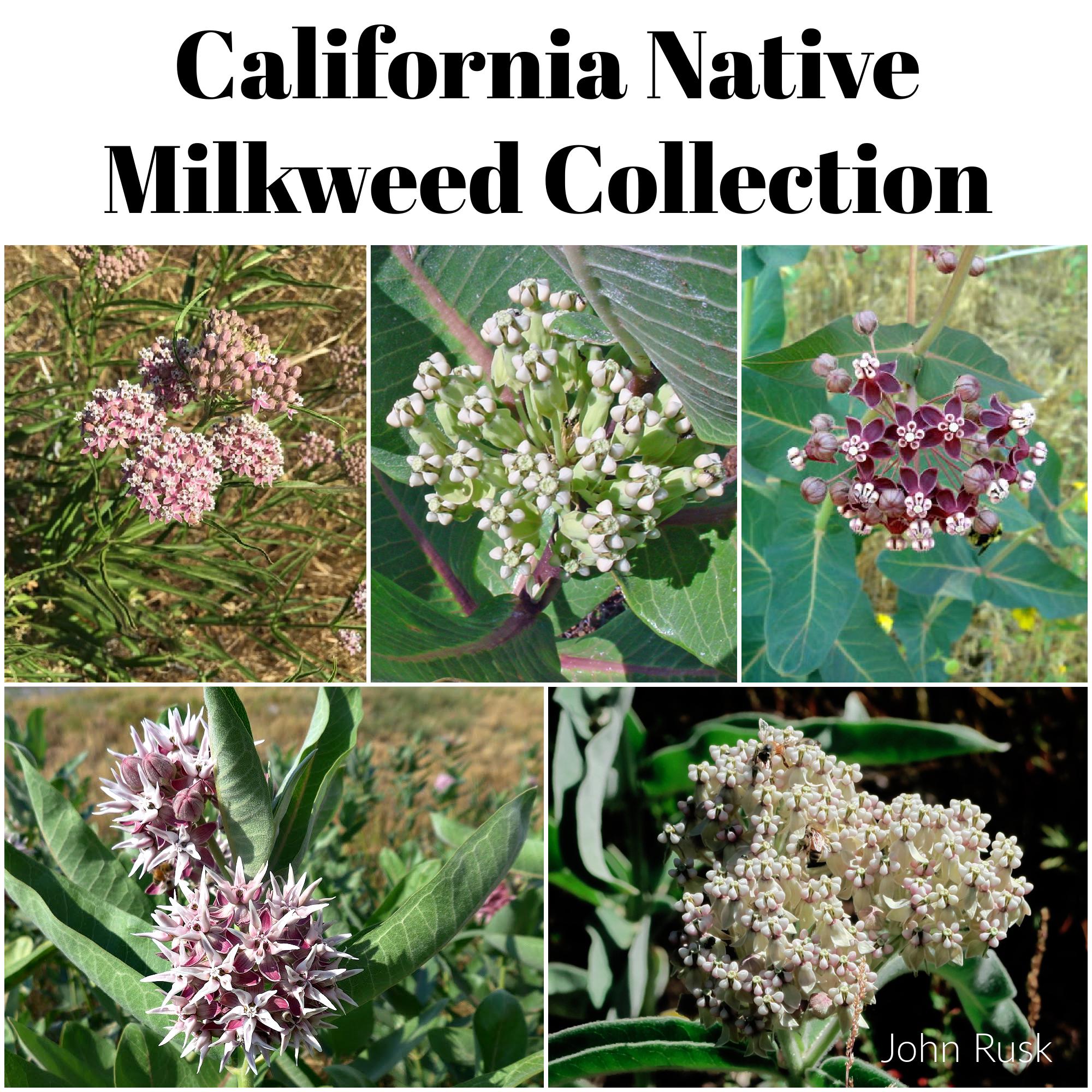 California Native Milkweed Seed Collection
