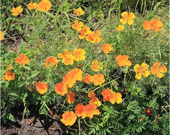 California Poppy Seeds – Eschscholzia Californica – 50,000 Bulk Orange Flower Seeds