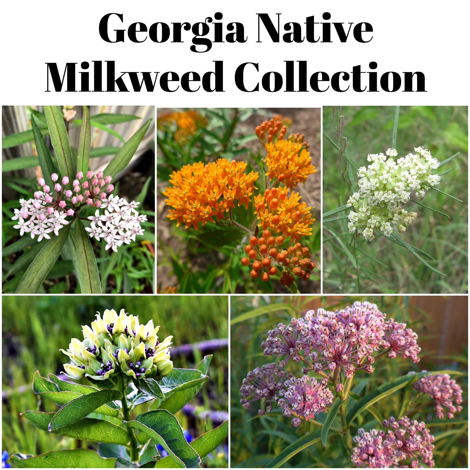 Georgia Native Seed Mix - Etsy