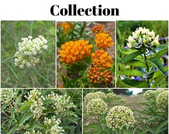 Texas Native Milkweed Seed Collection