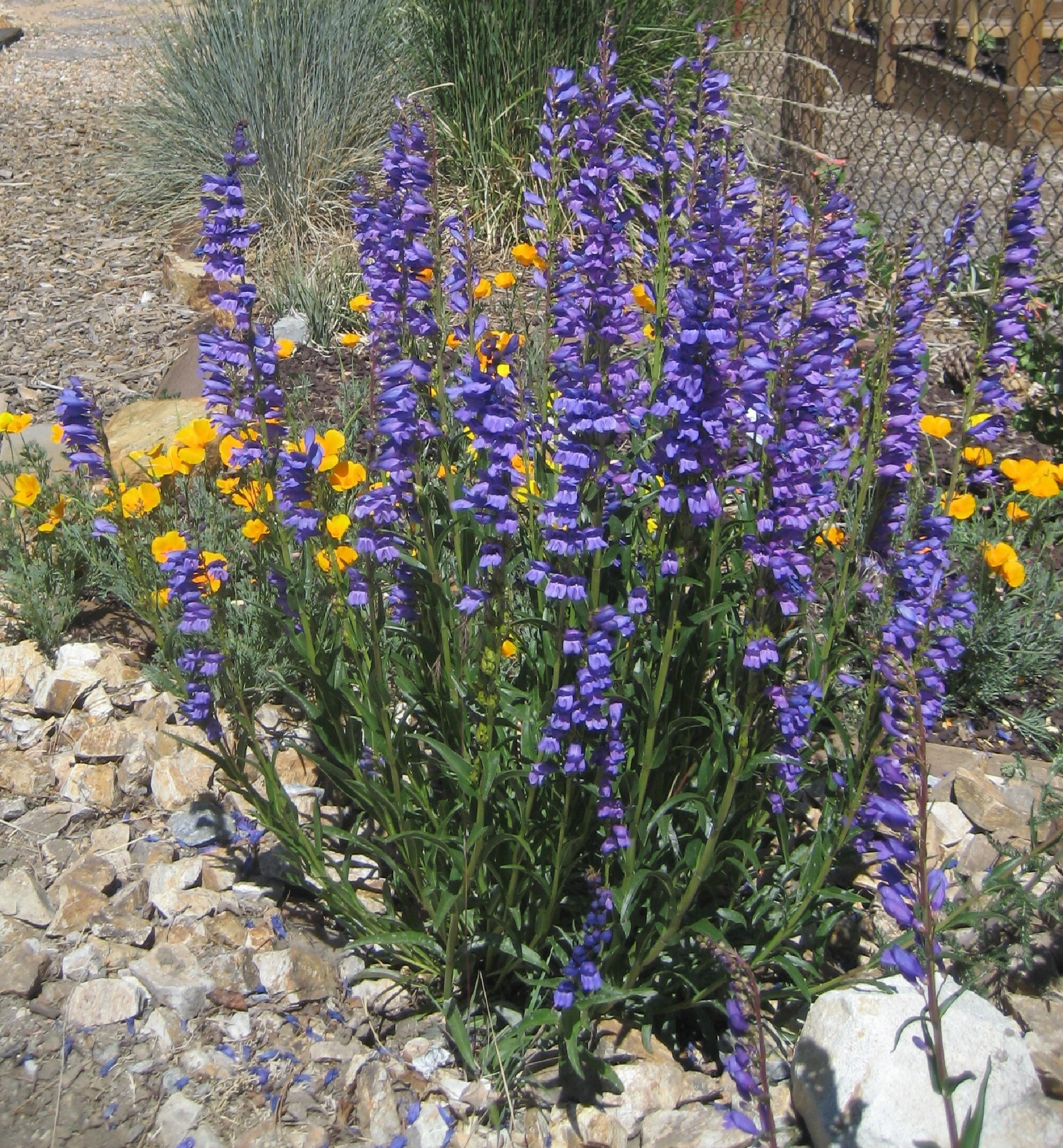 Rocky Mountain Penstemon (penstemon Strictus) Packet of 25 Seeds With