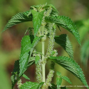 Smallspike False Nettle Boehmeria cylindrica Packet of 25 seeds with FREE Shipping image 2