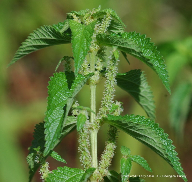 Smallspike False Nettle Boehmeria cylindrica Packet of 25 seeds with FREE Shipping image 2