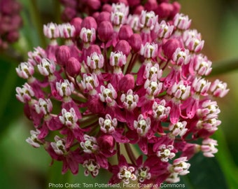 Swamp Milkweed-Carmine Rose (Asclepias incarnata ‘Carmine Rose’) Packet of 25 Seeds with FREE Shipping!