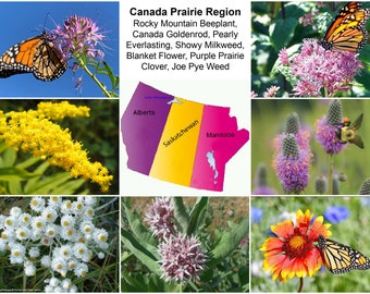 Canada Prairie Region Native Seed Collection with FREE Shipping!