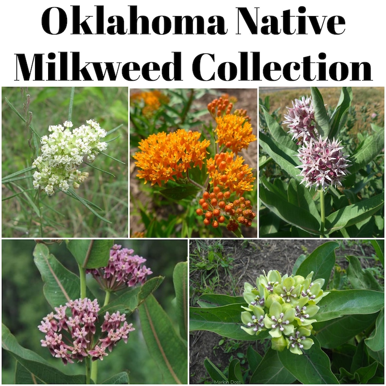 MyButterflyLady Oklahoma Native Milkweed Seed - Thumbnail 4
