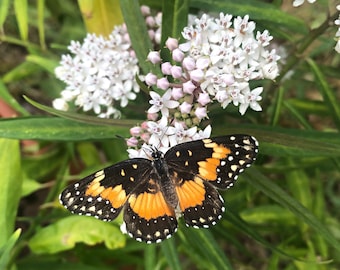 Algodoncillo acuático (Asclepias perennis) 12 semillas