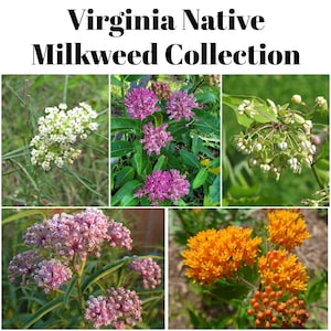 May include: A collage of images showcasing various milkweed flowers. The flowers display a range of colors, including white, pink, and orange. The text "Virginia Native Milkweed Collection" is at the top of the image.