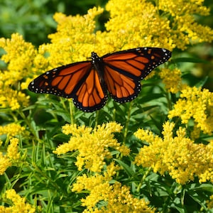 Stiff Goldenrod (Solidago Rigida) Packet of 25 seeds with FREE Shipping!
