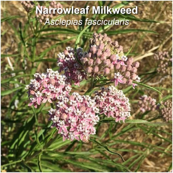Utah Native Milkweed Seed Collection: 5 Species
