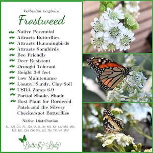 Frostweed (Verbesina virginica) Packet of 25 seeds with FREE Shipping!