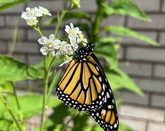 May include: A monarch butterfly with black, orange, and white wings is perched on a white flower with green leaves.