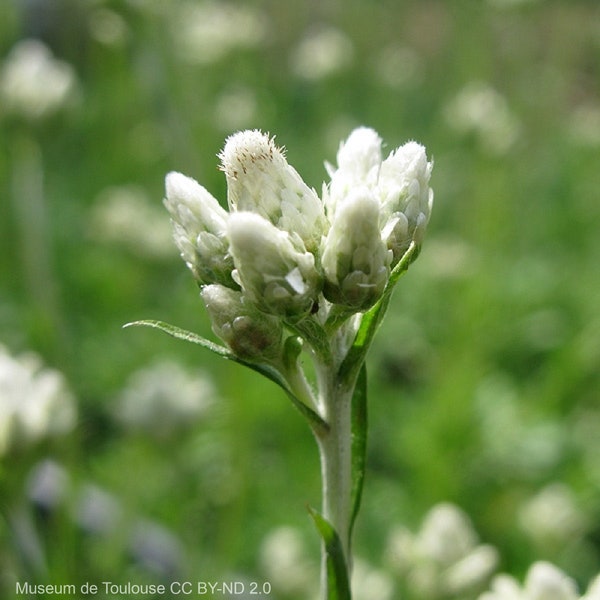 Pussytoes (Antennaria Dioica) Packet of 25 seeds with FREE Shipping!