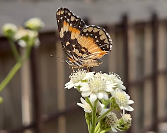 Può includere: Una farfalla nera, arancione e bianca con macchie posata su un gruppo di fiori bianchi.