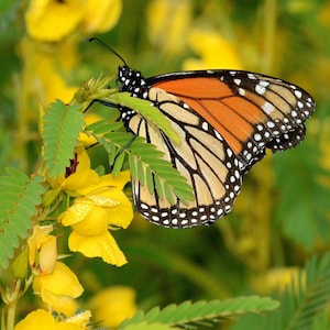 Partridge Pea (Chamaecrista fasciculata) Packet of 25 seeds with FREE Shipping!