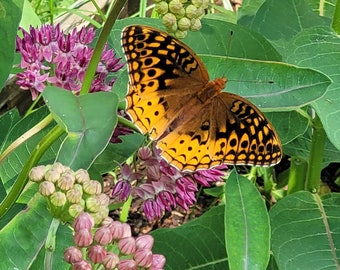 Purple Milkweed Seeds (Asclepias Purpurascens) Packet of 12 Seeds with FREE Shipping!