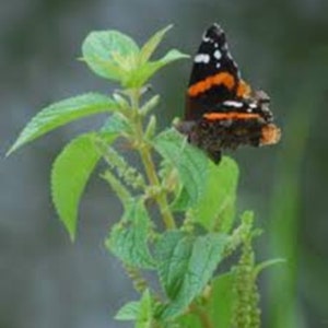 Smallspike False Nettle Boehmeria cylindrica Packet of 25 seeds with FREE Shipping image 3