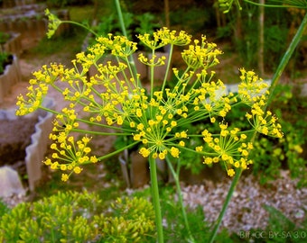Può includere: Primo piano di una pianta di aneto con fiori gialli in fiore. La pianta sta crescendo in un giardino.
