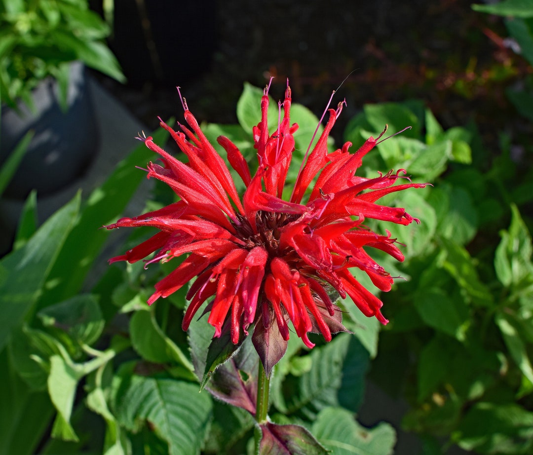 Scarlet Bee Balm (monarda Didyma) Packet of 25 Seeds With FREE Shipping ...