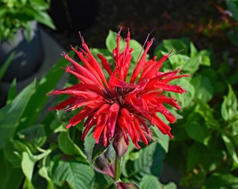 Scarlet Bee Balm (Monarda didyma) Packet of 25 seeds with FREE Shipping!